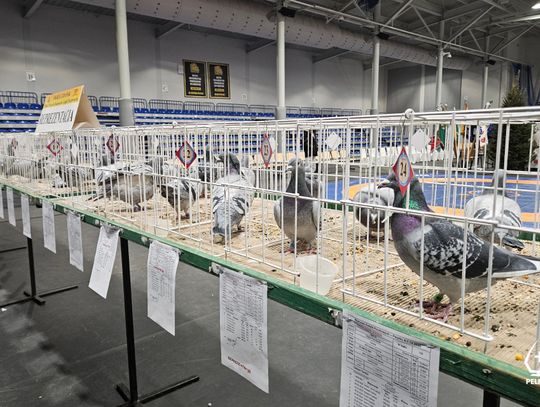 VI Okręgowa Wystawa Gołębi Pocztowych w Pelplinie VI Okręgowa Wystawa Gołębi Pocztowych w Pelplinie
