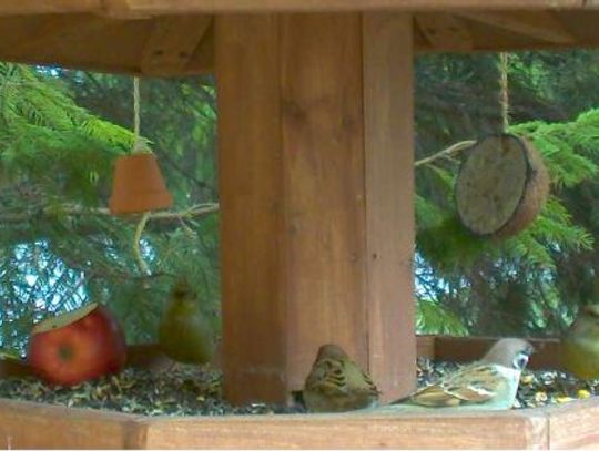 W darmowej stołówce pojawili się skrzydlaci goście