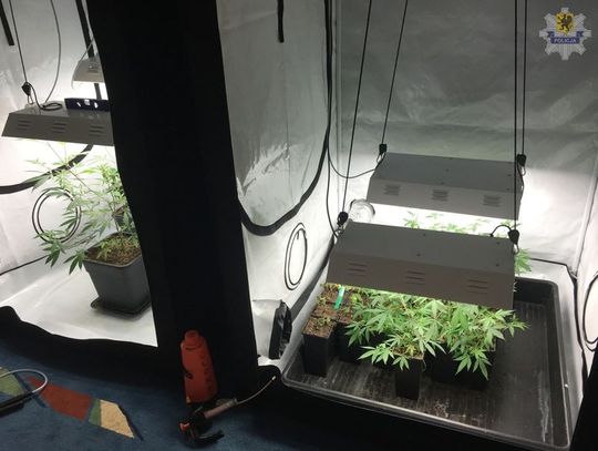 W domu posiadał narkotyki na 5 tysięcy porcji 