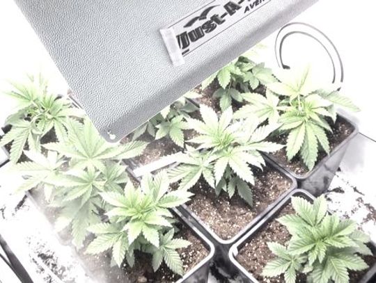 W domu spokojnej starości uprawiał marihuanę