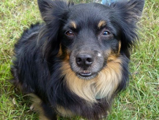 W jednej ręce smycz, w drugiej... dokumenty?