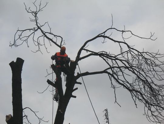 W Pelplinie trwa wycinka symbolicznego drzewa (ZDJĘCIA) 
