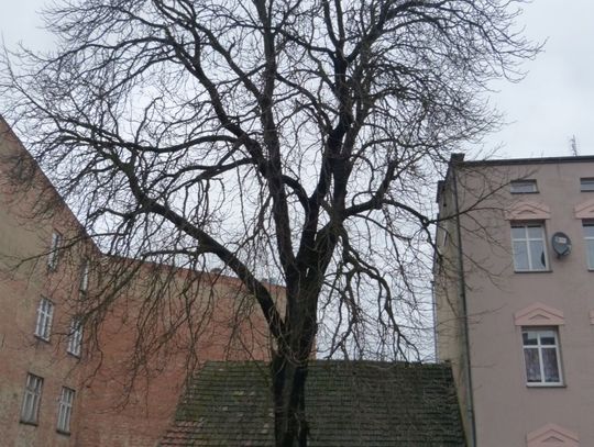 W Pelplinie zetną gigantycznego kasztana!