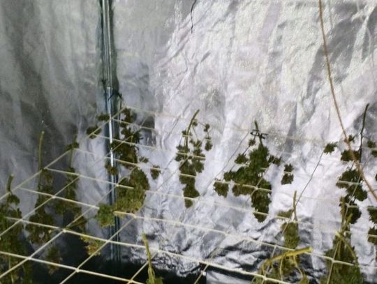 W piwnicy hodował konopie