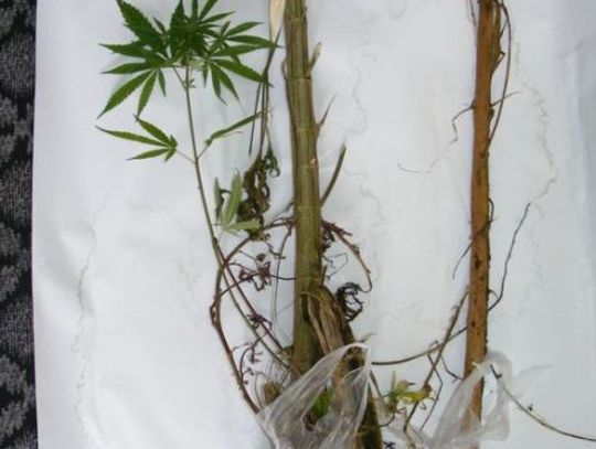 W pobliżu lasu hodował krzaki marihuany