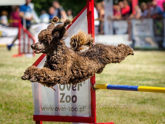 W sobotę i niedzielę prawdziwa gratka dla miłośników psów!