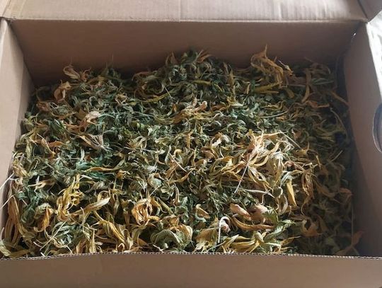 W szafie i na balkonie hodował konopie