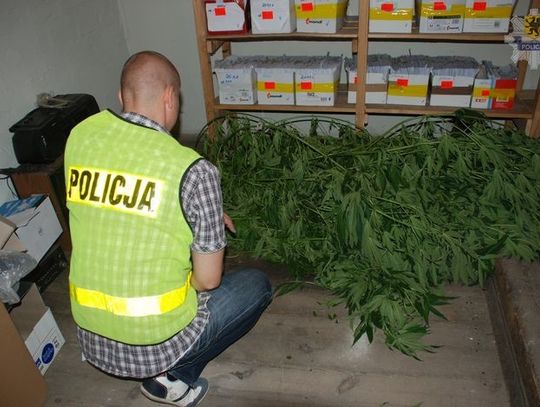 W szklarni uprawiała marihuanę