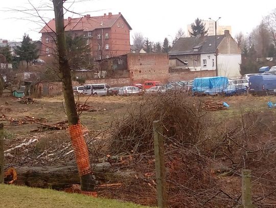 W Tczewie po tych drzewach zostało wspomnienie...