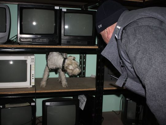 „Węszacze” w więzieniach - psy specjalne 