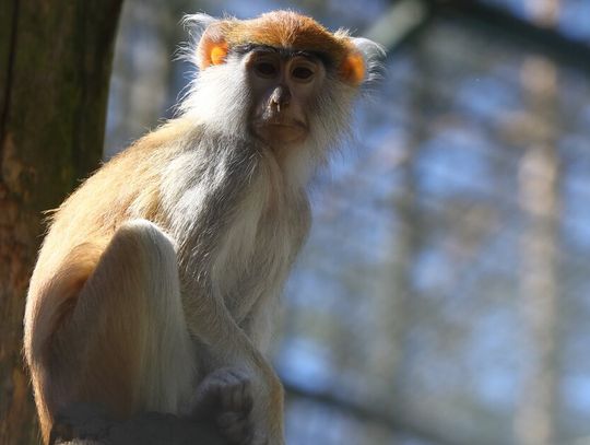 Więcej gości w gdańskim ZOO! 