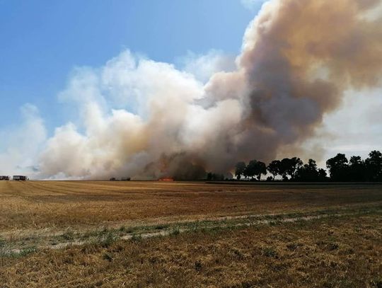 Wielki pożar ścierniska - płonęło zboże we Frący