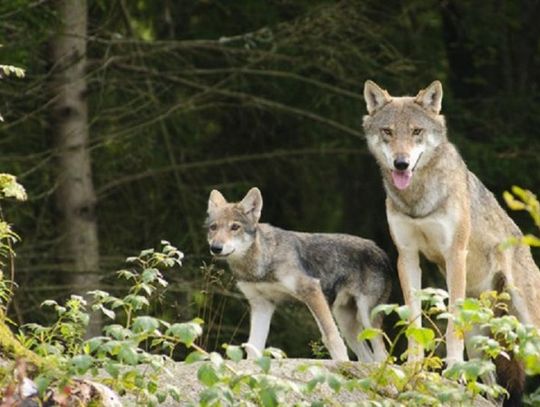 Wilki pod Rokocinem? Wilki nie stanowią zagrożenia, jeśli zachowamy zdrowy rozsądek i ostrożność