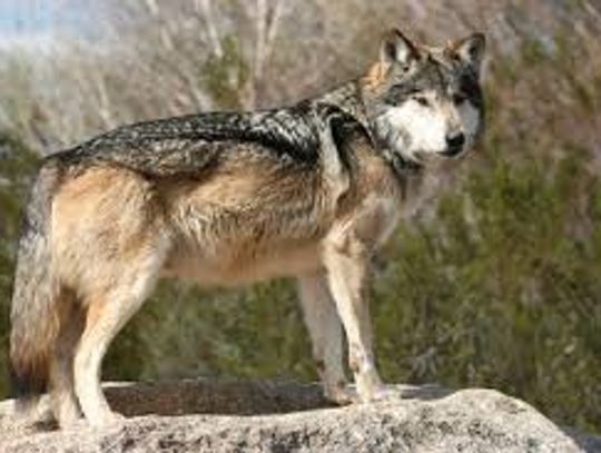 Wilki zagryzły psa i sarnę. Czy dzikie zwierzęta stanowią zagrożenie? 