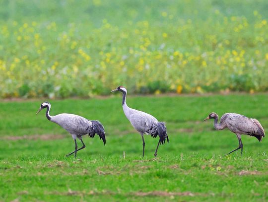 Wiosenne poranki z ptakami – kto wrócił, a kto jeszcze śpi?