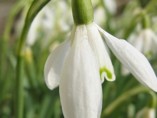 Wiosna coraz bliżej! Wracają żurawie i dzikie gęsi