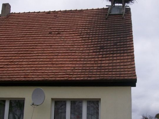 WIOSNA LECI! Bociany już w drodze, gniazda w remoncie