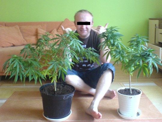 Wpadł bo zrobił sobie zdjęcie z hodowanymi krzakami konopi