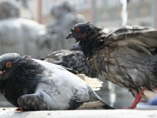 Wpadli złodzieje gołębi