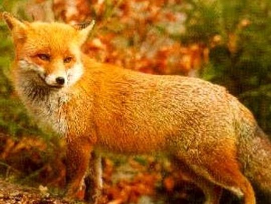 Wścieklizna na wyciągnięcie kity? Lisy żerują na miejskich śmietnikach!