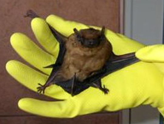 WŚCIEKLIZNA od nietoperza w Gdańsku! Strefa zagrożenia!