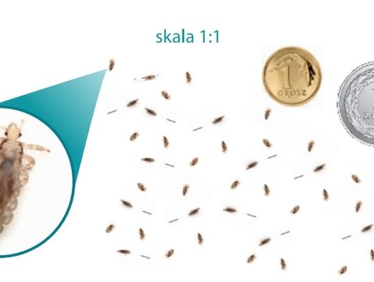 Wszawica zaatakowała szkoły?