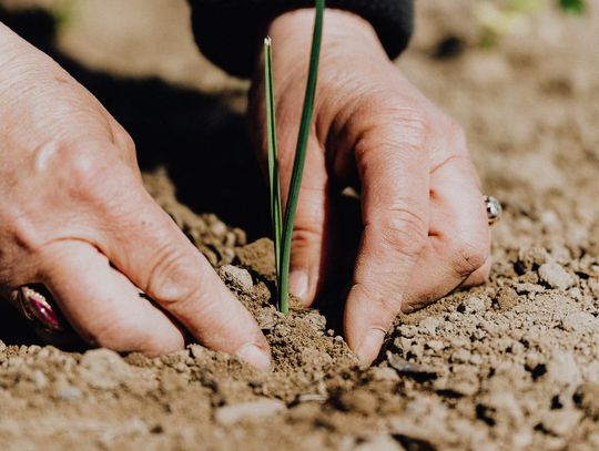Wszystko, co warto wiedzieć o ziemi do ogrodu