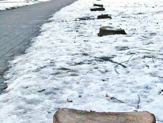 Wyciął dzewa, posadził roślinki. Grunt to prywatny grunt