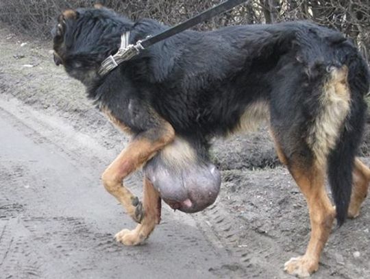 Wycieńczony pies z wielkim guzem błąkał się po ulicy