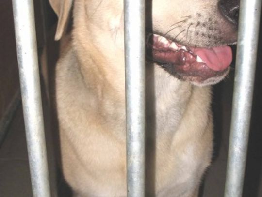 Wyjątkowo okrutne znęcanie się nad swoim psem