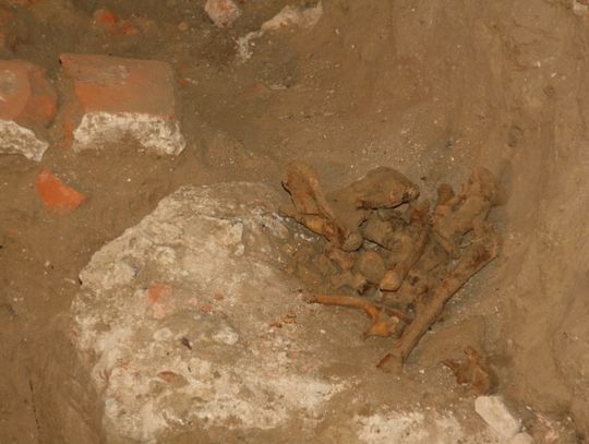 Wykopaliska w kościele pw. św. Mikołaja w Gniewie - nowe odkrycia