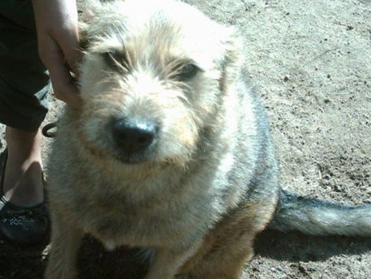 Wyłapano 11 bezpańskich psów w 2 godziny