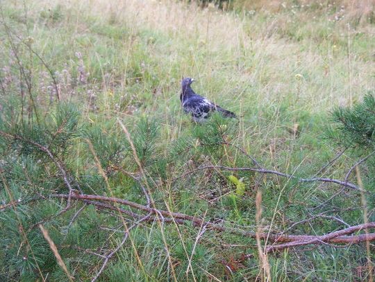 Wyłapywał obce gołębie i taśmą sklejał im skrzydła