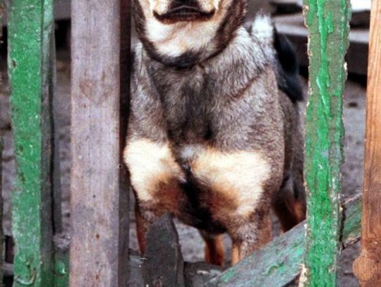 Wyłapywanie bezpańskich psów