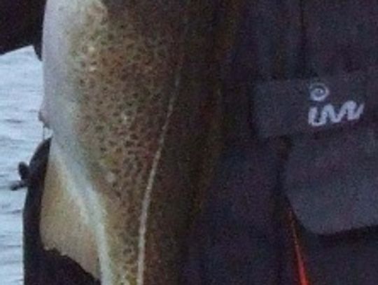 Wylosowali dorsze, większość kutrów będzie na sznurku