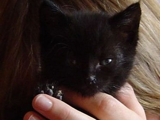 Wyrzuciła kocięta przez okno. Znęcała się ze szczególnym okrucieństwem