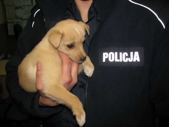 Wyrzucony przez znudzonych właścicieli?