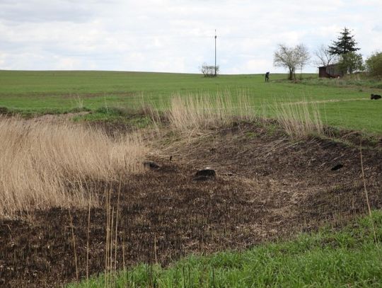Wyschnięty staw odsłonił swoją tajemnicę
