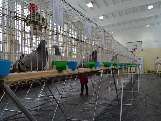 Wystawa Gołębi Rasowych i Drobiu Ozdobnego w Rusocinie