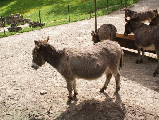 Występy w zoo: komórki spod lady i rzut butelką - osiołek się uśmiał