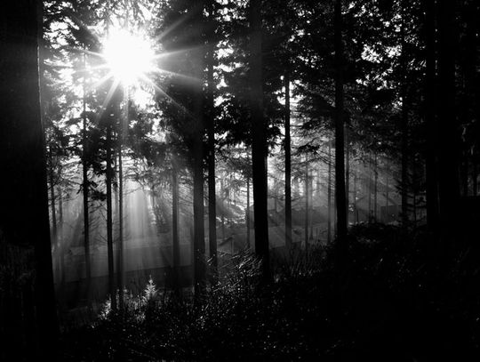 Wywieźli do lasu i pobili