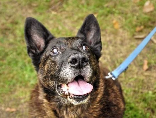 Wzruszająca adopcja w gdyńskim Ciapkowie 