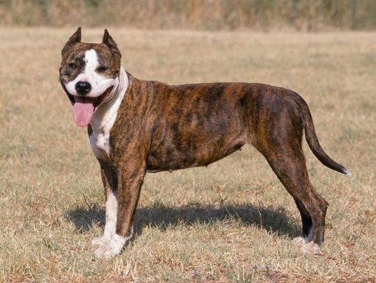 Z „braćmi mniejszymi” - jak św. Franciszek