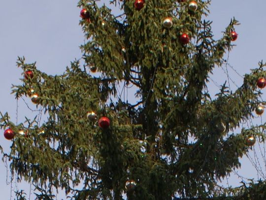 Z "drapakiem" na wyspisko? Co zrobić z choinką?