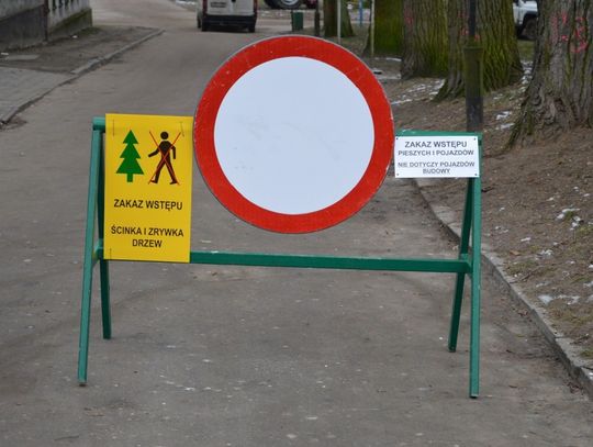 Z parku miejskiego wkrótce zniknie 116 drzew