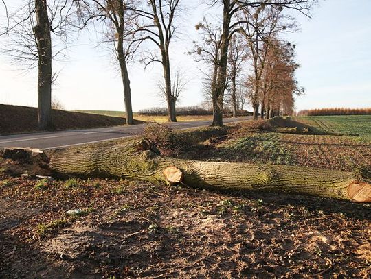 Z poboczy zniknie 35 drzew