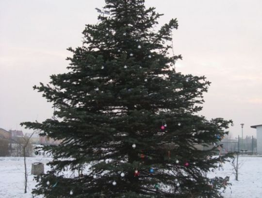 Zabawa wokół świątecznego drzewka