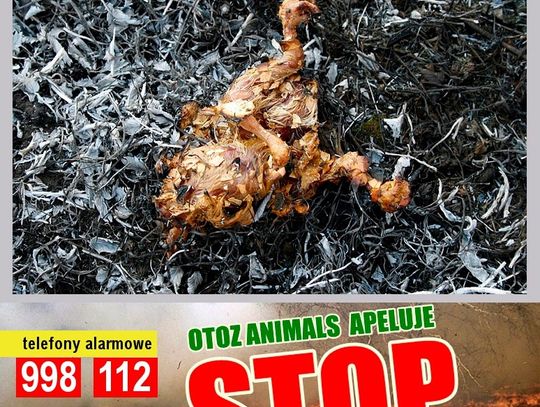 Zabija ludzi, zwierzęta, środowisko