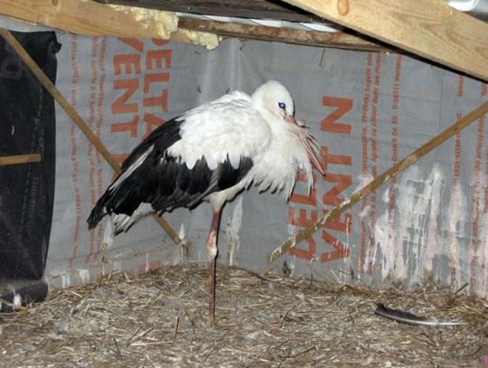 Zabito oswojonego bociana. Kto skopał ptaka?
