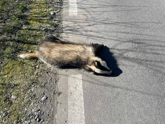 Zabity Borsuk na drodze wojewódzkiej nr 522